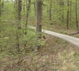 Wanderweg Firstwaldrunde