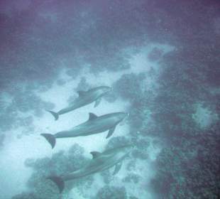 Schwimmen mit Delphinen im Roten Meer