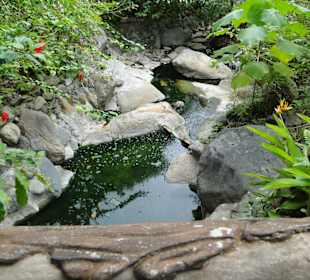 Poring Hot Springs - Schmetterlingsgarten