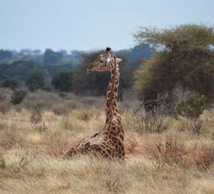 Tsavo-Nationalpark