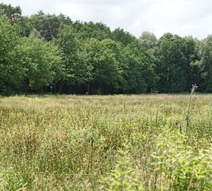 Wiesenfläche im Park