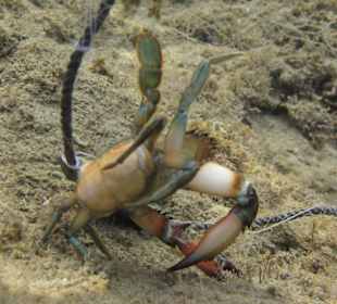 Qualvolles Sterben im Naturschutzgebiet