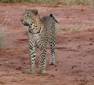 Leopard im Tsavo-West