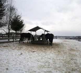 Gut Aiderbichl Pferde