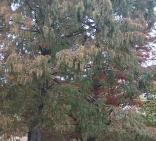 Parkanlage Planten un Blomen