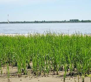 Am Strand der Insel Krautsand
