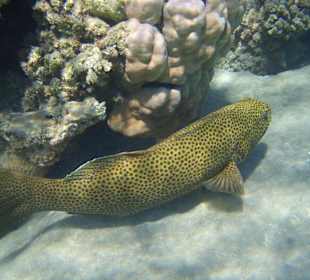 Unterwasserwelt Lahami Bay