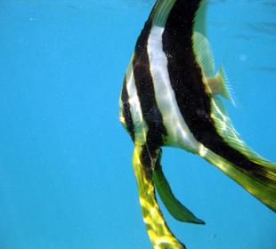 ...immer unter der Oberfläche u. alleine