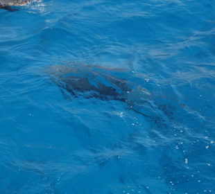 Unsere Delphine super Erlebnis