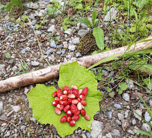 Wandern Maria Alm