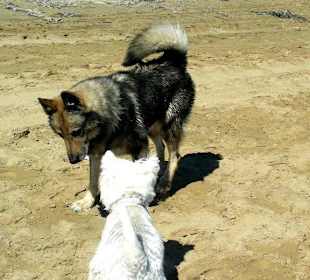 Hunde am Strand von Bibione
