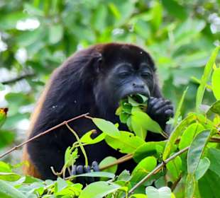 Brüllaffe beim Fressen