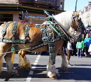 Brauerei Zirndorf 6 Rheinländischen Kaltblütern