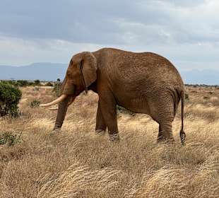 Viele Elefanten gesehen