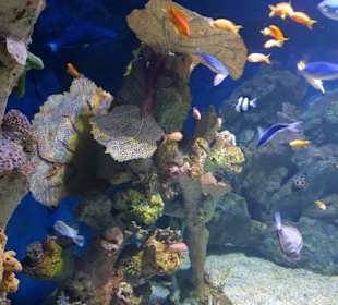 Aquarium das rote Meer in Mini Format. 
