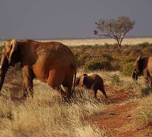 Tsavo Ost