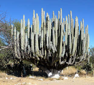Rezerwat Biosfery Tehuacan