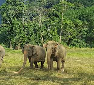 Khao Sok Nationalpark