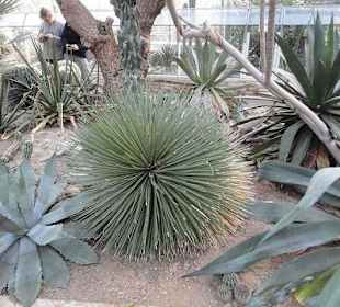 Flora