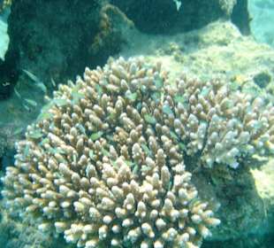 wunderschöne Koralle mit kleinen Fischen