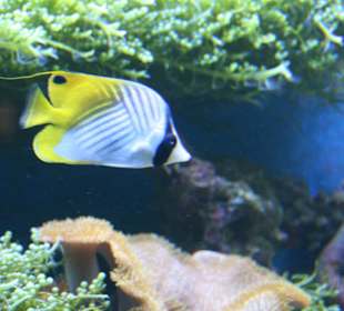 Meeres Aquarium Zella Mehlis