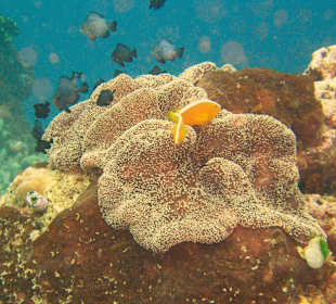 Tauchen Manjangan Islands