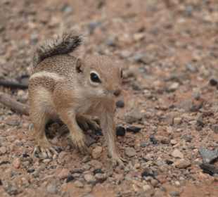 Bewohner im Wüstenbereich und Grillplatznähe