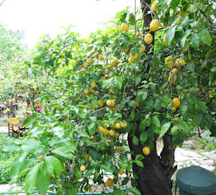 Restaurant Lemon Garden