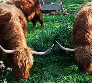 Highlight Cattles am Traumpfad