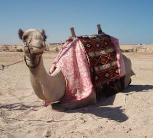 Kamel von Sharm el Naga