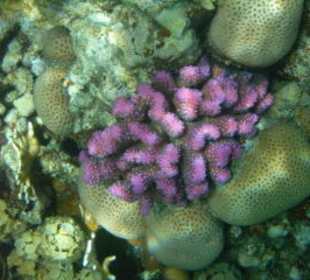 wunderschöne korallen