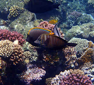 Traumhafte Unterwasserwelt