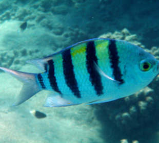 Hotel Lahami Bay Hausriff