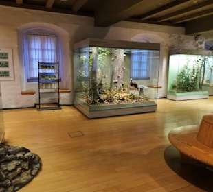 In der Abteilung "Lebensraum Wald"