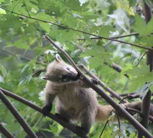 Kleiner Nasenbär lernt das Klettern!