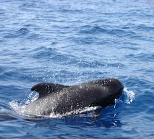 Ein schlafender Wal ?