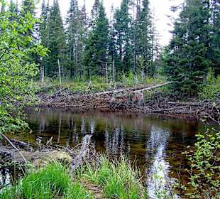 Algonquin Provincial Park, Whiskey Rapids Trail