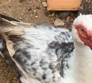 Leider nur 2 Tierfotos zur Dokumentation 