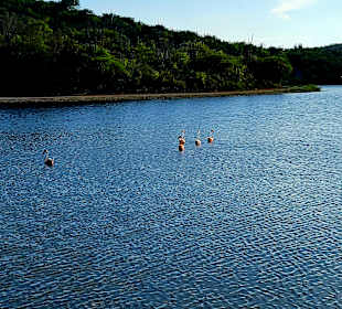 Rundfahrt Insel Bonaire