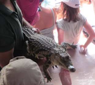 Krokodilshow