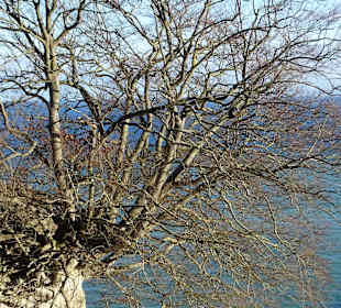 Köningsstuhl