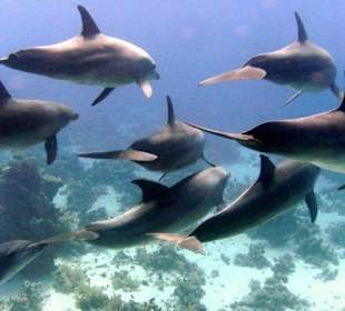 Dolphin Trip mit den Extra Divers