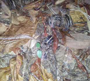 Ausflug mit Mario von Edelweiss Tours