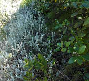 Aussichtspunkt Knysna