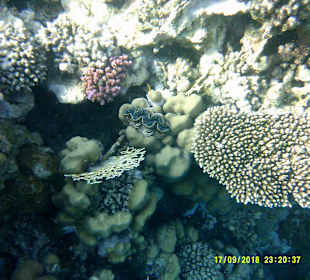 Schnorcheln Marsa Alam