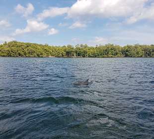 Delphin Tour