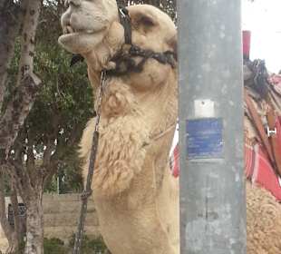 Auch das sieht man auf dem Ölberg