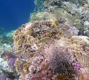 Schnorcheln Marsa Alam