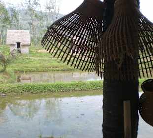 Kautschuk Plantage Phuket