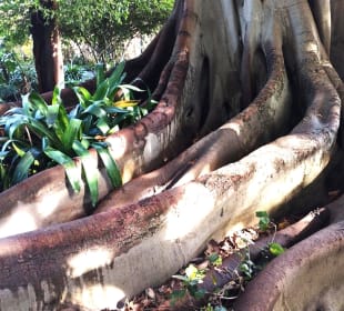 Botanischer Garten Puerto de la Cruz